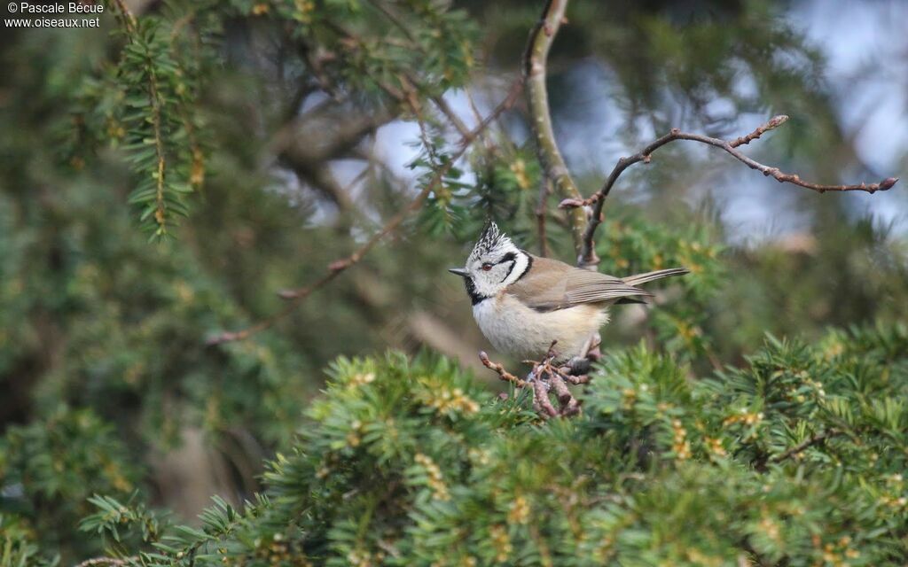 Crested Titadult