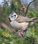 European Crested Tit