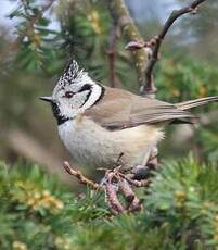 Mésange huppée