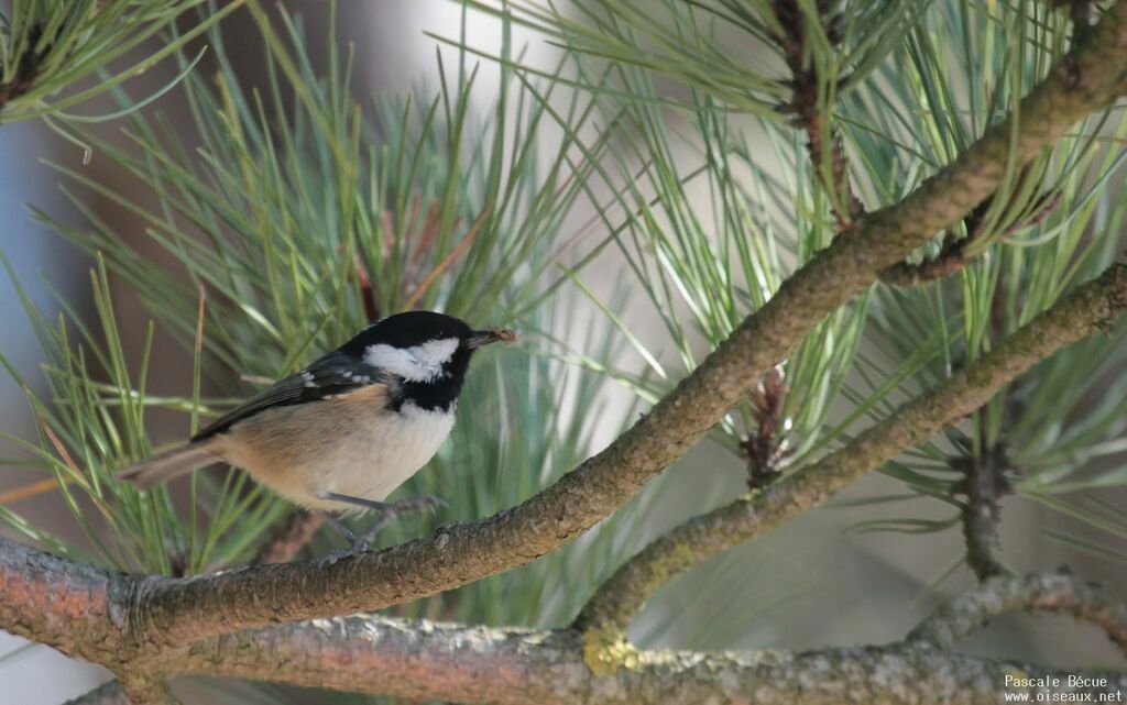 Mésange noireadulte