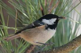 Coal Tit