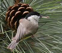 Mésange nonnette