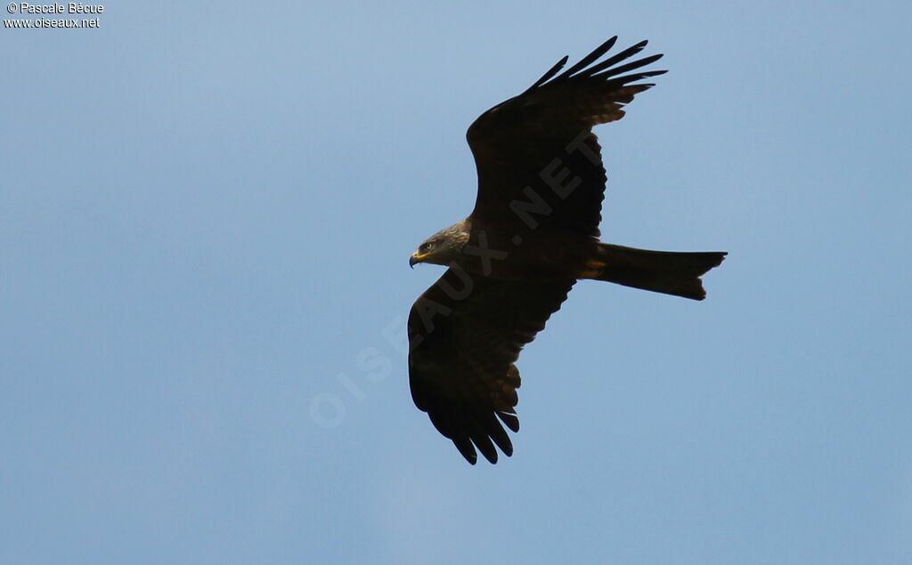 Black Kite