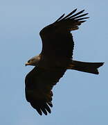 Black Kite