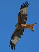 Red Kite