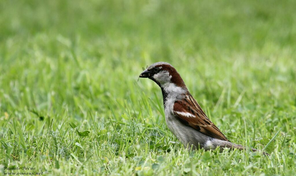 House Sparrow male adult