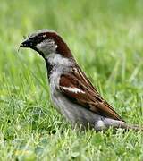 House Sparrow