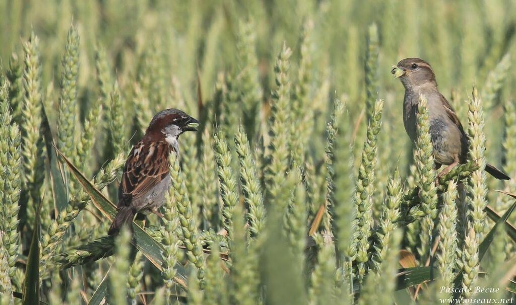 House Sparrow adult