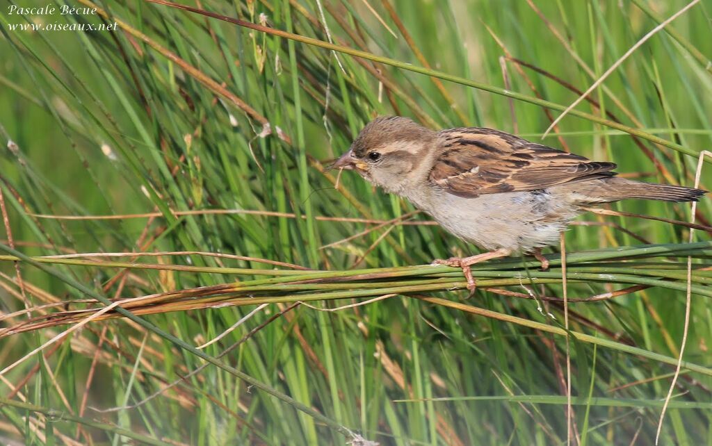 House Sparrow female adult