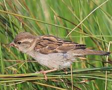 House Sparrow