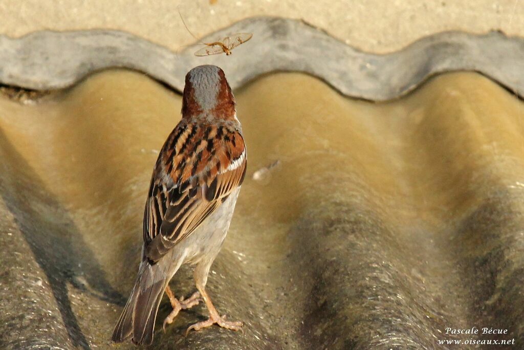 Moineau domestique mâle adulte