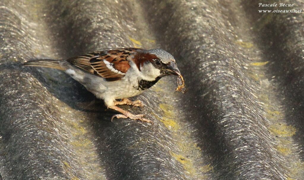 Moineau domestique mâle adulte