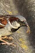 House Sparrow