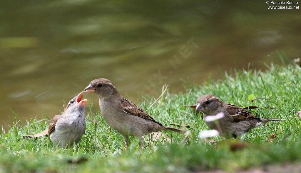 Moineau domestique