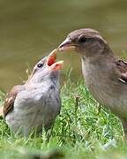 House Sparrow