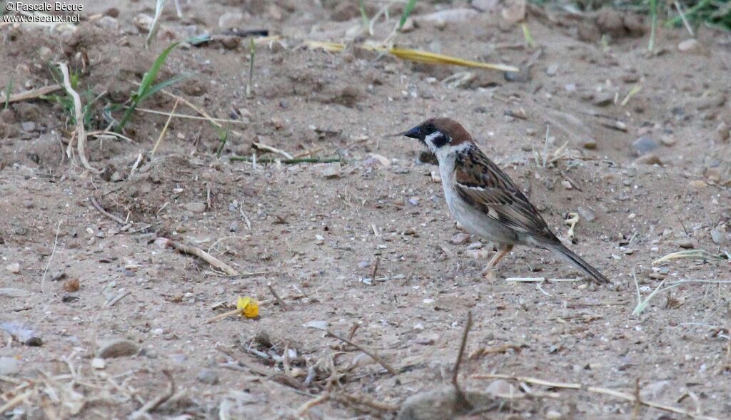 Eurasian Tree Sparrowadult