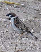 Eurasian Tree Sparrow