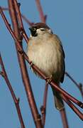 Eurasian Tree Sparrow