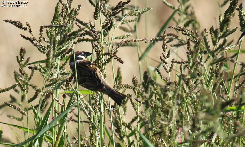 Eurasian Tree Sparrowadult