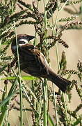 Eurasian Tree Sparrow