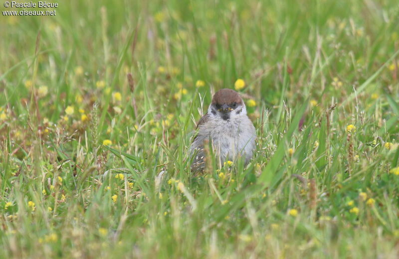 Eurasian Tree Sparrowjuvenile, identification, close-up portrait