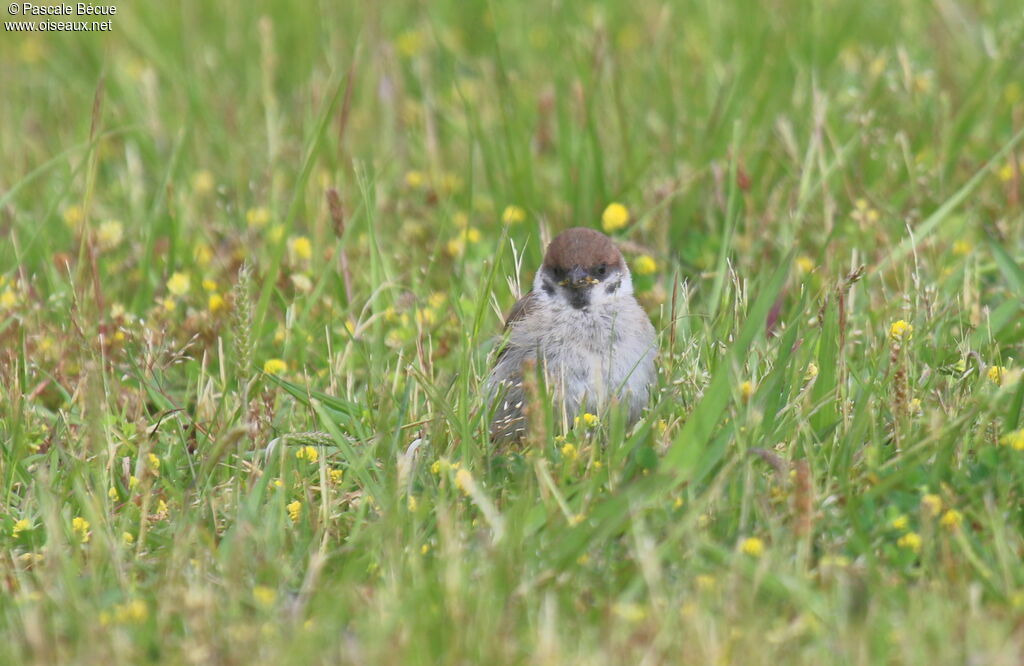 Moineau friquetjuvénile, identification, portrait