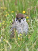 Eurasian Tree Sparrow