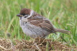 Eurasian Tree Sparrow