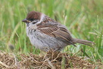 Moineau friquet