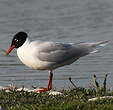 Mouette mélanocéphale