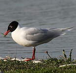 Mouette mélanocéphale