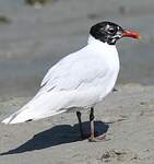 Mouette mélanocéphale