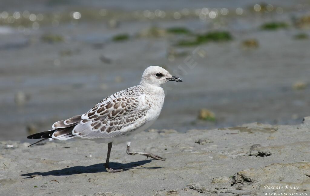 Mouette mélanocéphalejuvénile