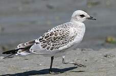 Mouette mélanocéphale