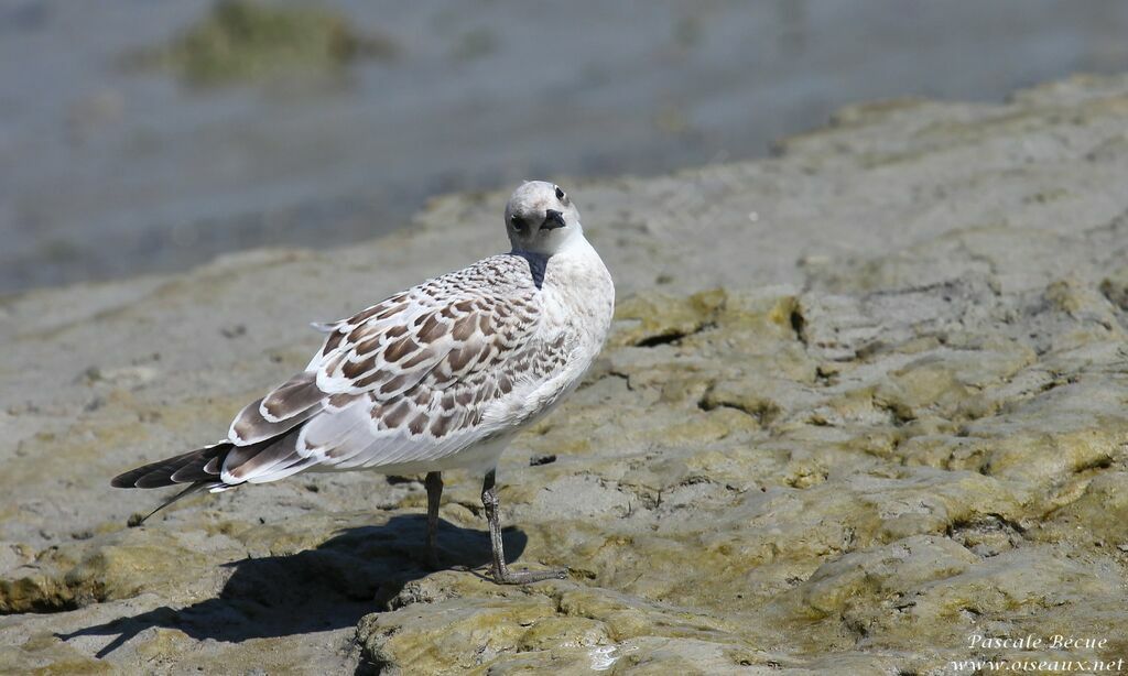 Mouette mélanocéphale