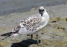 Mouette mélanocéphale