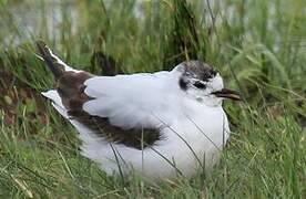 Mouette pygmée