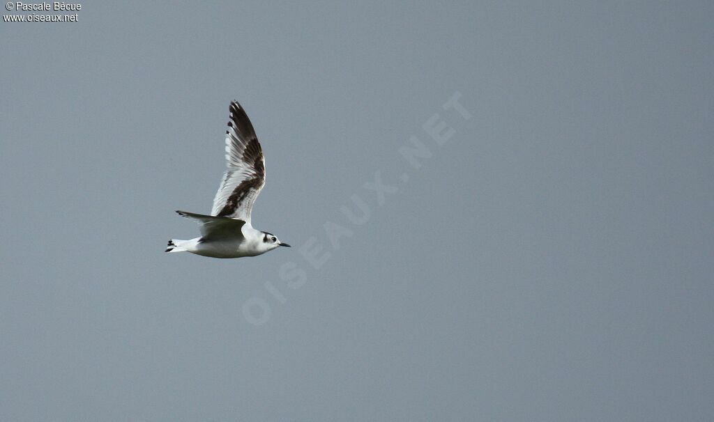 Little Gull