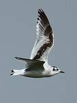 Mouette pygmée