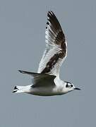 Little Gull