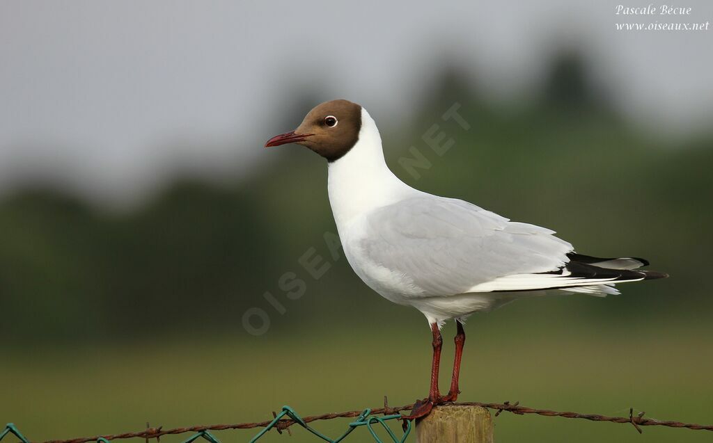 Black-headed Gulladult breeding