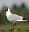 Mouette rieuse