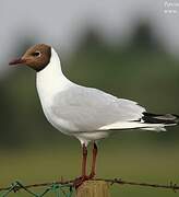 Black-headed Gull