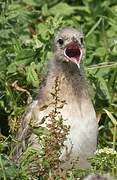 Mouette rieuse