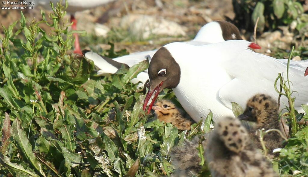 Black-headed Gulladult