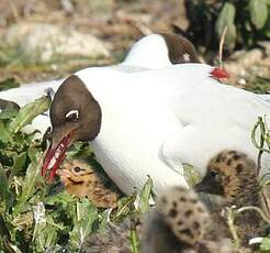 Mouette rieuse