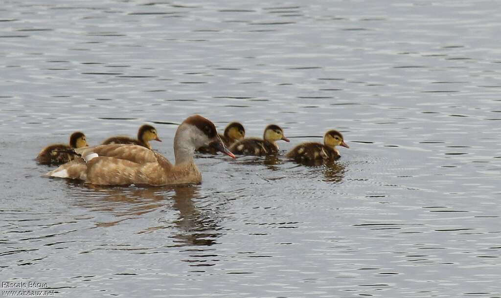 Red-crested Pochard, Reproduction-nesting