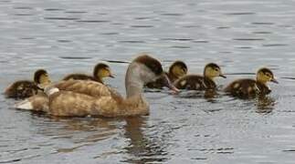 Red-crested Pochard