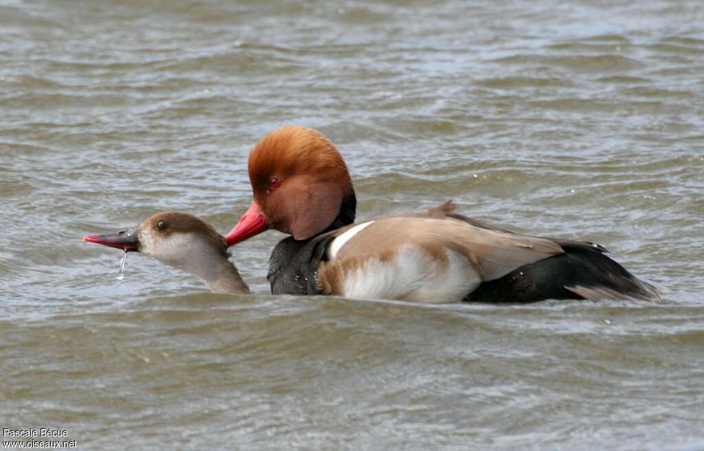 Red-crested Pochardadult, mating.