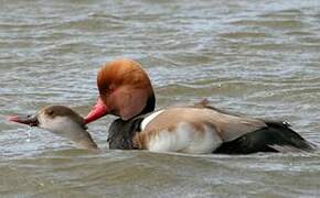 Red-crested Pochard